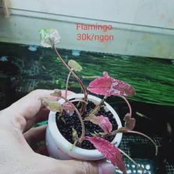 Tiêu Thảo Flamingo