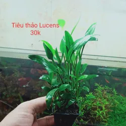 Tiêu Thảo Lucens