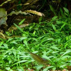 Tiêu Thảo Parva Mũi Tên - Cây Trải Nền Tiền Cảnh Siêu Bền