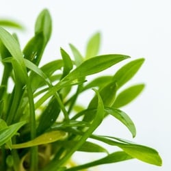 Tiêu Thảo Parva Mũi Tên - Cây Trải Nền Tiền Cảnh Siêu Bền