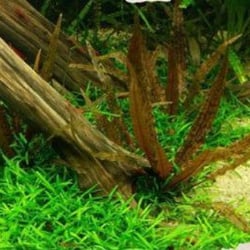Tiêu Thảo Parva Mũi Tên - Cây Trải Nền Tiền Cảnh Siêu Bền