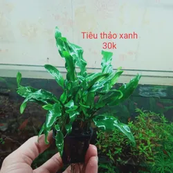 Tiêu Thảo Xanh