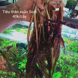 Tiêu Thảo Xoắn Suối