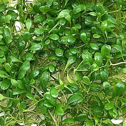 Trân châu nhật