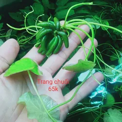 Trang Chuối