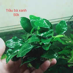 Trầu Bà Xanh