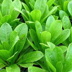 Trầu lùn tropica