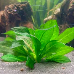 Trầu lùn tropica