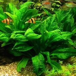 Trầu lùn tropica