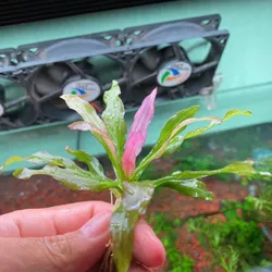 Trầu Origental