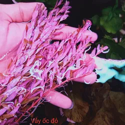 Vảy Ốc Đỏ