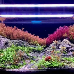  Vảy ốc/ rotala siêu đỏ lá nước 