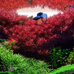  Vảy ốc/ rotala siêu đỏ lá nước 