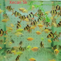 Xecan Tứ Vân