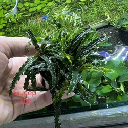 Bucep Lá Lớn
