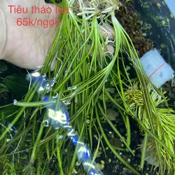 Tiêu thảo lụa