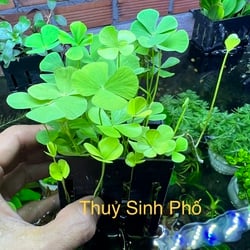 Cỏ bợ 4 lá thủy sinh