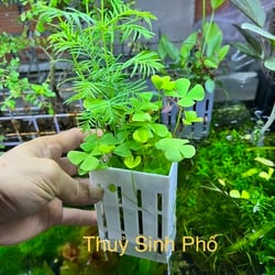 Cỏ bợ 4 lá thủy sinh