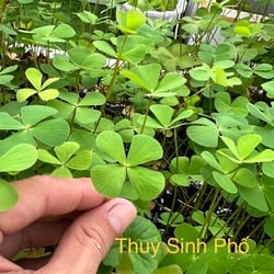Cỏ bợ 4 lá thủy sinh