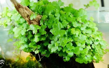 Top 10 cây thủy sinh dễ trồng, dễ chăm không cần co2