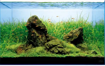 Bố cục thủy sinh – mối tương quan giữa layout và cây trồng trong bể thủy sinh