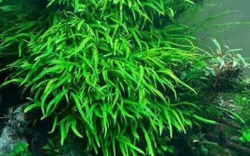 Top 7 Cây Thủy Sinh Không Cần CO2 Dễ Trồng Cho Người Mới