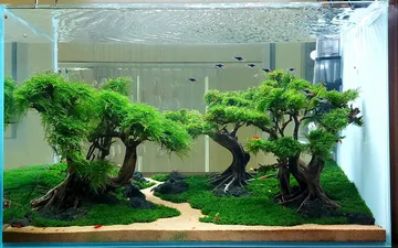 Hướng dẫn setup chăm sóc hồ rêu thủy sinh