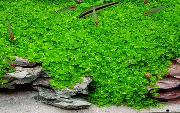 Cách trồng và chăm sóc Trân châu ngọc trai