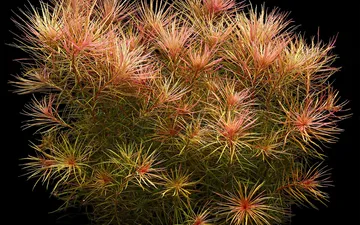 Top 10 cây thủy sinh lá đỏ đẹp