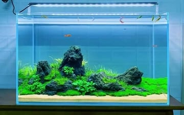 20+ mẫu hồ thủy sinh đẹp