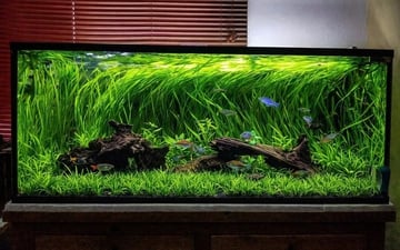 Hướng Dẫn Chăm Sóc & Bảo Dưỡng Hồ Cá Thủy Sinh Cho Người Bận Rộn