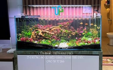 Hồ Thủy Sinh Phòng Khách 01