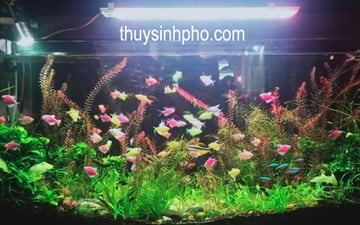 Hồ Thủy Sinh Phòng Khách 02