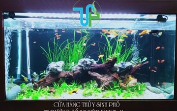 Hồ Thủy Sinh Phòng Khách 04