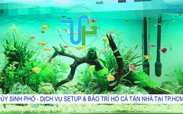 Hồ THủy Sinh Phòng Khách 05