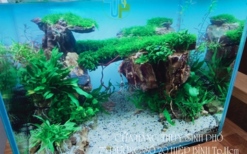 Hồ thủy sinh văn phòng 04