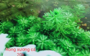 Tổng hợp các loại cây thủy sinh trồng hồ cá ngoài trời