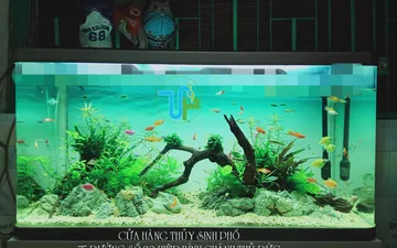 Hướng dẫn setup hồ thủy sinh cho người mới