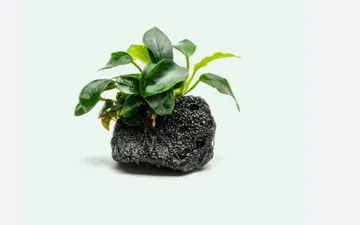 Top 10 cây thủy sinh không cần co2