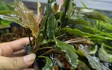 Top 10 cây thủy sinh không ánh sáng