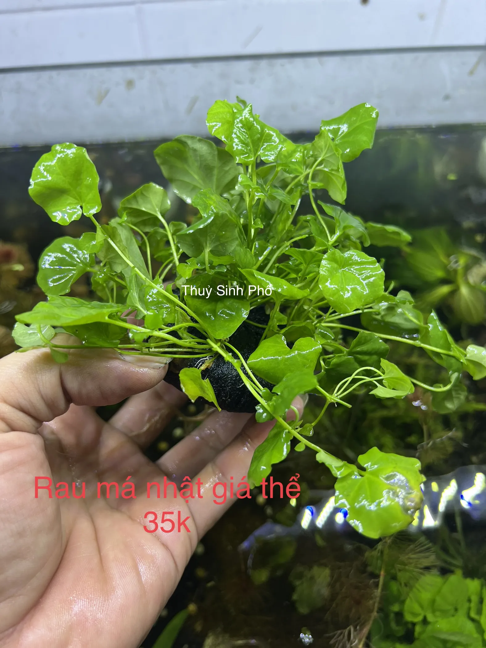 Thủy Sinh Phố - Giỏ hàng