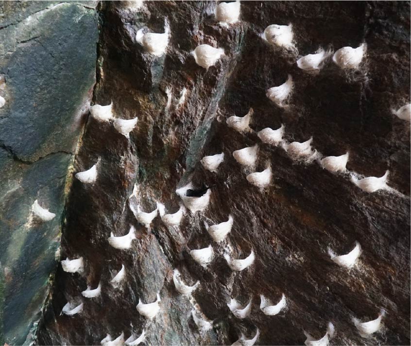 yến đảo yến đảo