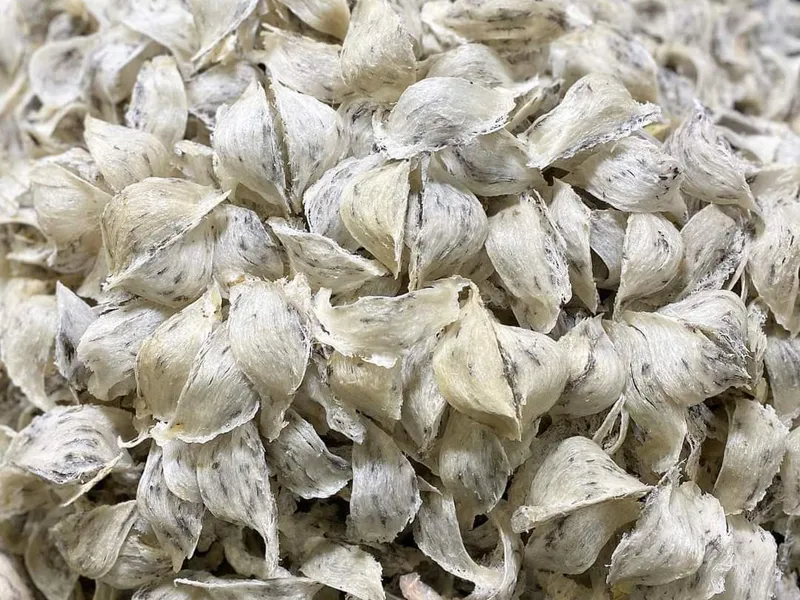 YẾN THÔ LÀ GÌ? GIÁ TỔ YẾN THÔ NGUYÊN CHẤT