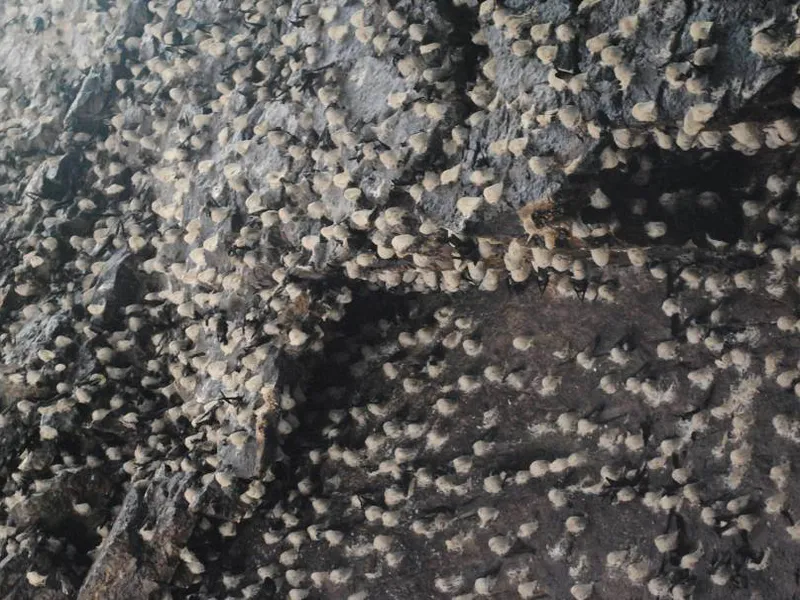 SỰ KHÁC BIỆT GIỮA YẾN ĐẢO VÀ YẾN NHÀ