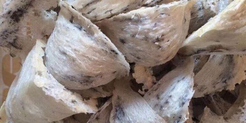 Tổ Yến Thô Tổ Yến Thô