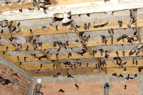 yến nhà yến nhà