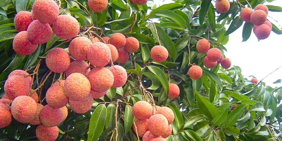 Vải Thiều Thanh Hà Vải Thiều Thanh Hà