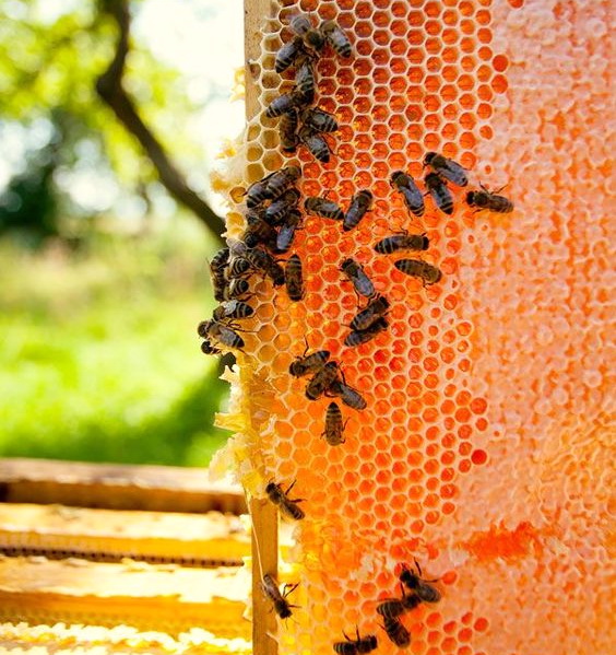 Mật ong nguyên chất tốt cho sức khoẻ Mật ong nguyên chất tốt cho sức khoẻ