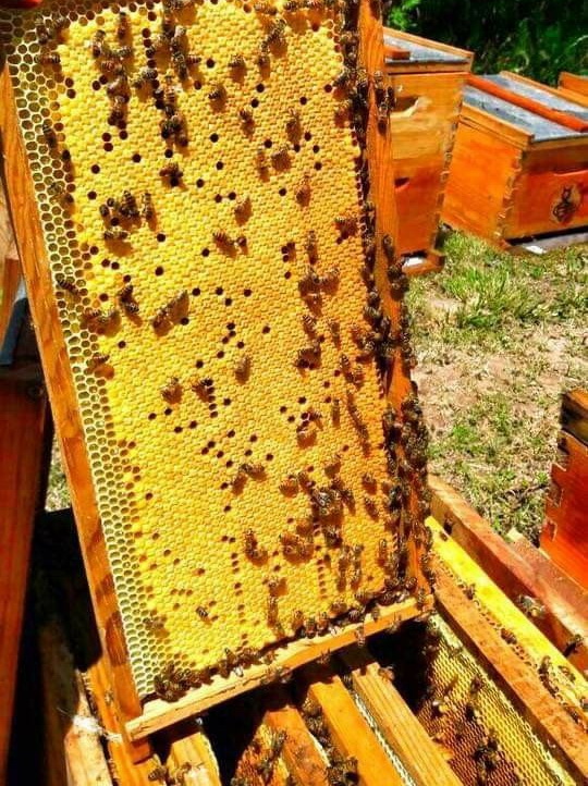 Mật ong nguyên chất tốt cho sức khoẻ Mật ong nguyên chất tốt cho sức khoẻ