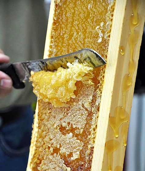 Mật ong nguyên chất tốt cho sức khoẻ Mật ong nguyên chất tốt cho sức khoẻ